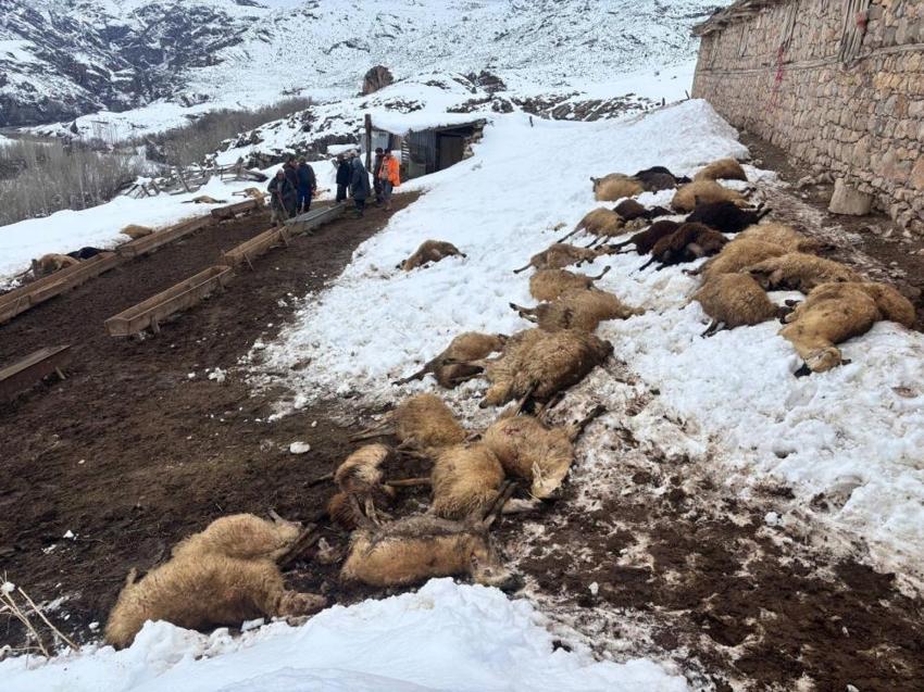 Erzincan'da besiciyi kahreden manzara! Yemi yiyen olduğu yere yığıldı: 'Fare zehri mi kattılar, keskin zehir mi kattılar?'