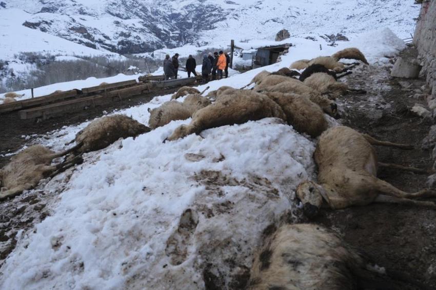 Erzincan'da besiciyi kahreden manzara! Yemi yiyen olduğu yere yığıldı: 'Fare zehri mi kattılar, keskin zehir mi kattılar?'