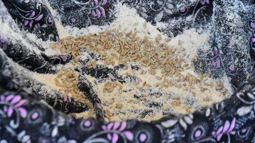 Liseli gençler keşfetti! Kıyıda buldular, sofraya getirdiler: Buğday ve arpaya rakip çıktı