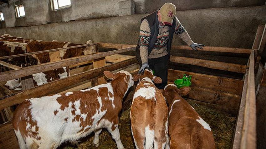 İstanbul'u terk etti, köyüne döndü! 2 yılda hayvan sayısını ikiye katladı