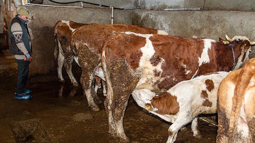 İstanbul'u terk etti, köyüne döndü! 2 yılda hayvan sayısını ikiye katladı