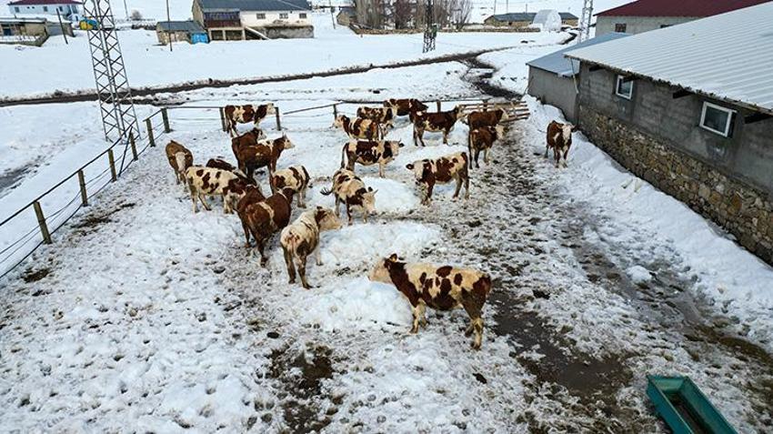 İstanbul'u terk etti, köyüne döndü! 2 yılda hayvan sayısını ikiye katladı