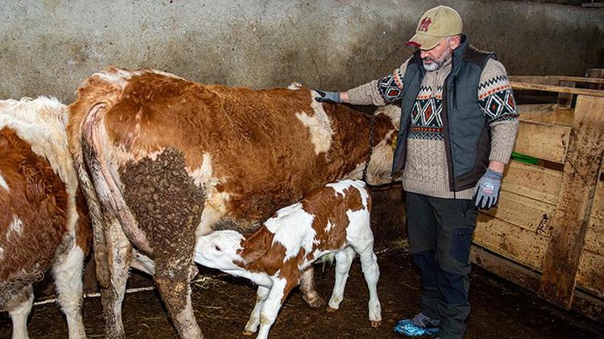 İstanbul'u terk etti, köyüne döndü! 2 yılda hayvan sayısını ikiye katladı