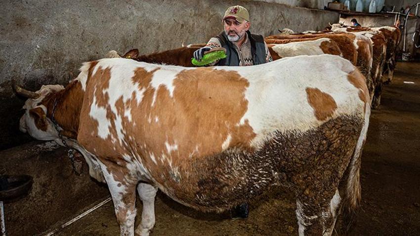 İstanbul'u terk etti, köyüne döndü! 2 yılda hayvan sayısını ikiye katladı