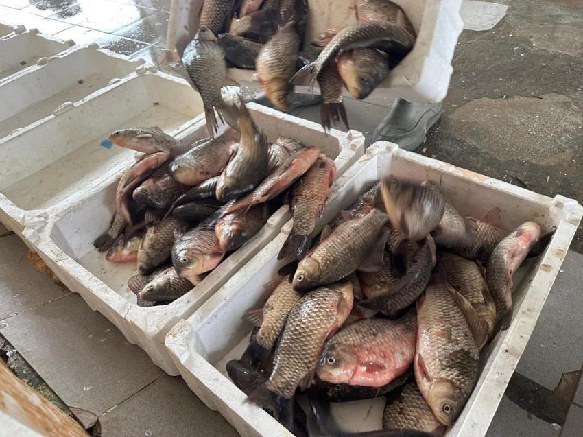 İsrail'in sazanı Bursa'da gelir kapısı oldu! Hızla çoğalıyor