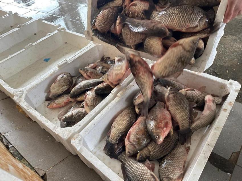 İsrail'in sazanı Bursa'da gelir kapısı oldu! Hızla çoğalıyor