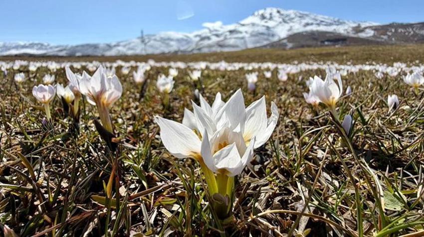 Muş'ta hayran bırakan manzara! Gören telefonuna sarılıyor