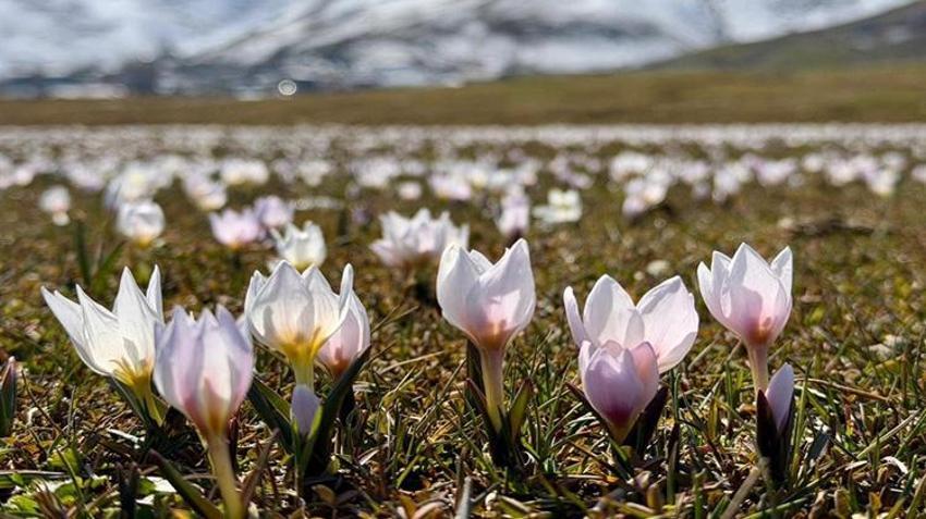 Muş'ta hayran bırakan manzara! Gören telefonuna sarılıyor