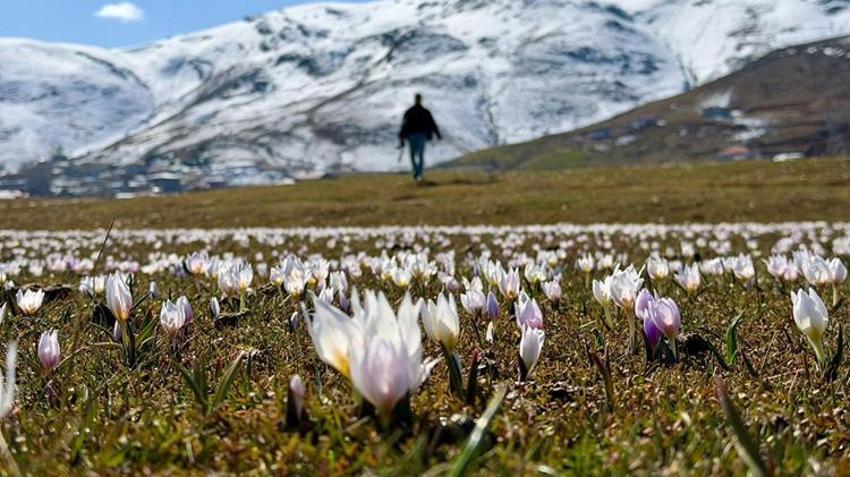 Muş'ta hayran bırakan manzara! Gören telefonuna sarılıyor
