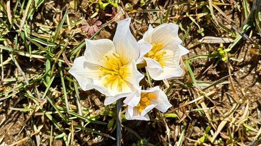 Muş'ta hayran bırakan manzara! Gören telefonuna sarılıyor