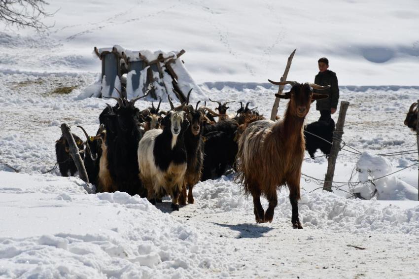 Şırnak'ta hayvancılık eski günlerini arıyor! Eskiden 200'ü bulan sayı şimdi 50'yi görmüyor: Üreticilerden destek talebi