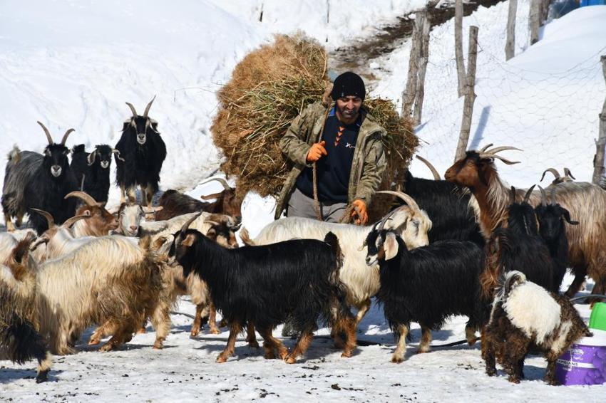Şırnak'ta hayvancılık eski günlerini arıyor! Eskiden 200'ü bulan sayı şimdi 50'yi görmüyor: Üreticilerden destek talebi