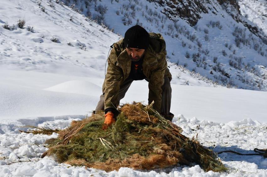 Şırnak'ta hayvancılık eski günlerini arıyor! Eskiden 200'ü bulan sayı şimdi 50'yi görmüyor: Üreticilerden destek talebi