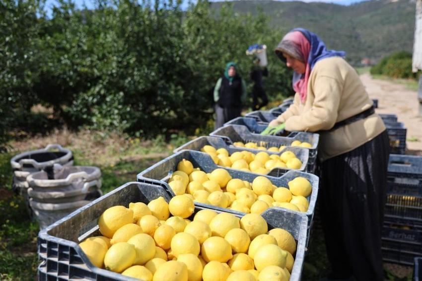 Adana'da hasat başladı! Rekolte düşünce uçuşa geçti: Üreticinin yüzü gülüyor