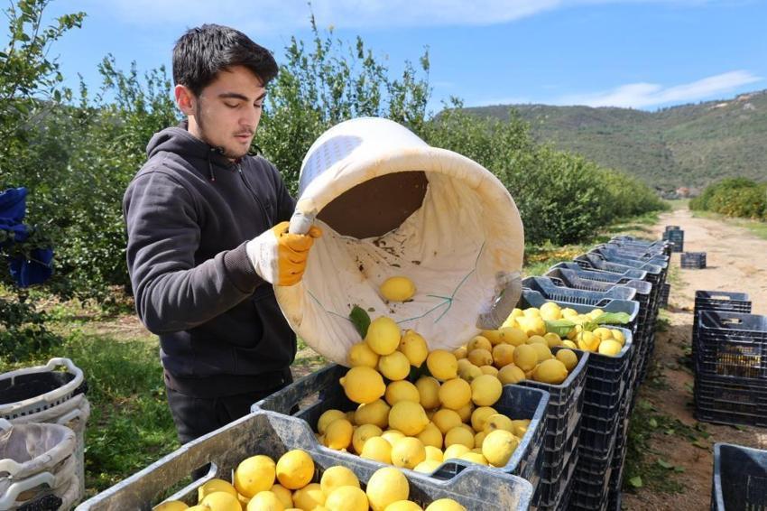 Adana'da hasat başladı! Rekolte düşünce uçuşa geçti: Üreticinin yüzü gülüyor