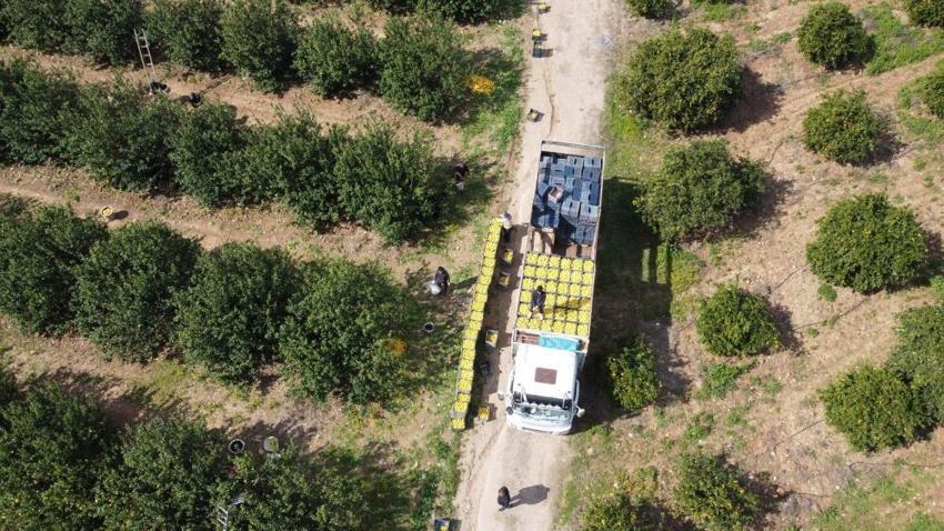 Adana'da hasat başladı! Rekolte düşünce uçuşa geçti: Üreticinin yüzü gülüyor