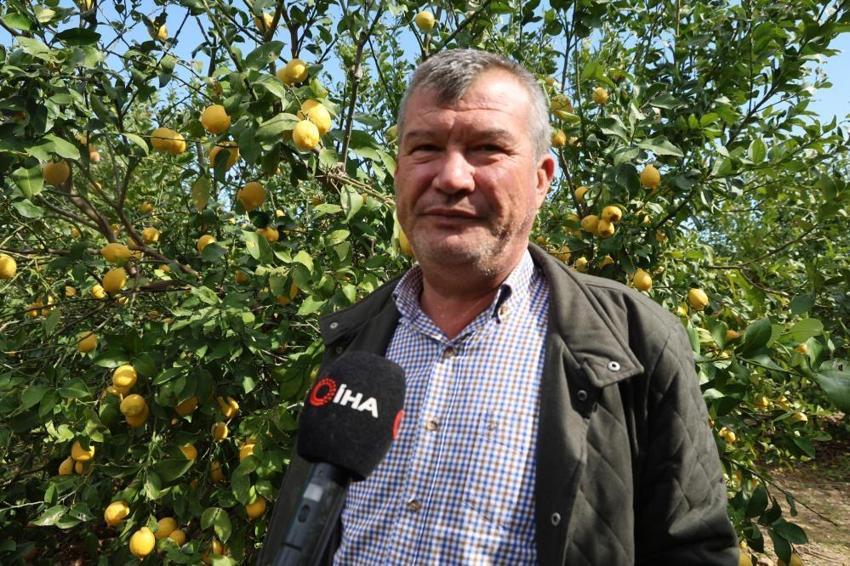 Adana'da hasat başladı! Rekolte düşünce uçuşa geçti: Üreticinin yüzü gülüyor