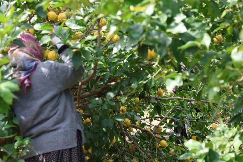 Adana'da hasat başladı! Rekolte düşünce uçuşa geçti: Üreticinin yüzü gülüyor