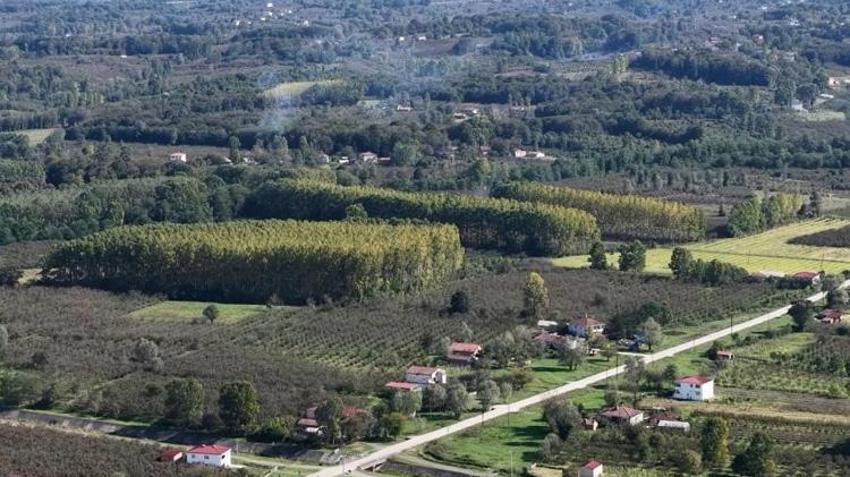 Samsun'da fındığa alternatif olarak başlandı! Şimdi rekor üstüne rekor kırıyor