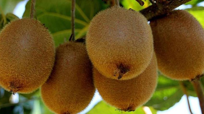 Samsun'da fındığa alternatif olarak başlandı! Şimdi rekor üstüne rekor kırıyor