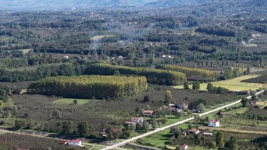 Samsun'un Çarşamba Ovası meyve üretiminde zirvede! Fındık, kivi, ceviz, elma ve Trabzon hurması (cennet hurması) artışta