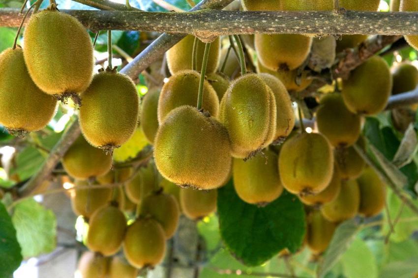 Samsun'un Çarşamba Ovası meyve üretiminde zirvede! Fındık, kivi, ceviz, elma ve Trabzon hurması (cennet hurması) artışta