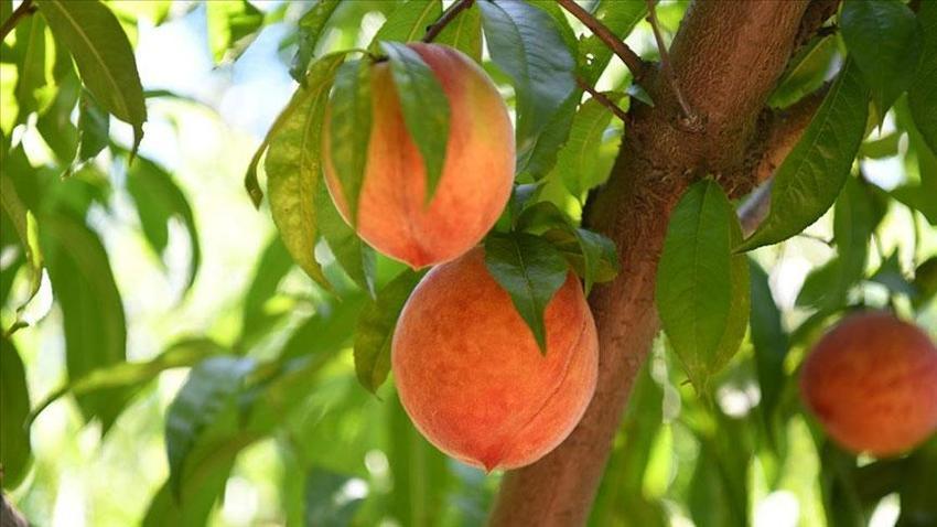 Samsun'un Çarşamba Ovası meyve üretiminde zirvede! Fındık, kivi, ceviz, elma ve Trabzon hurması (cennet hurması) artışta