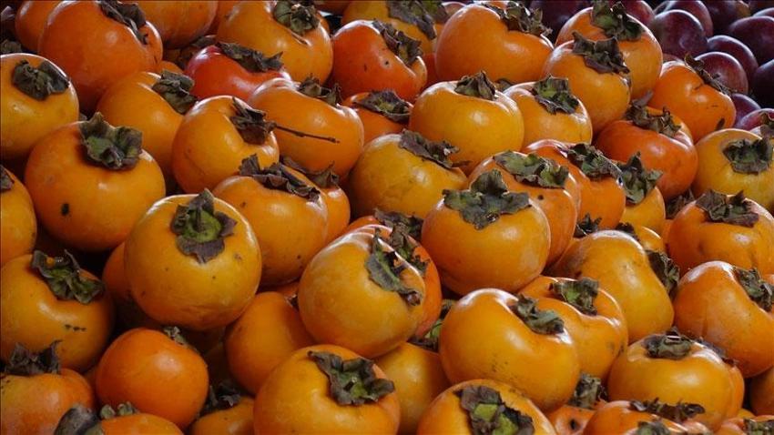 Samsun'un Çarşamba Ovası meyve üretiminde zirvede! Fındık, kivi, ceviz, elma ve Trabzon hurması (cennet hurması) artışta