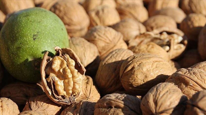 Samsun'un Çarşamba Ovası meyve üretiminde zirvede! Fındık, kivi, ceviz, elma ve Trabzon hurması (cennet hurması) artışta
