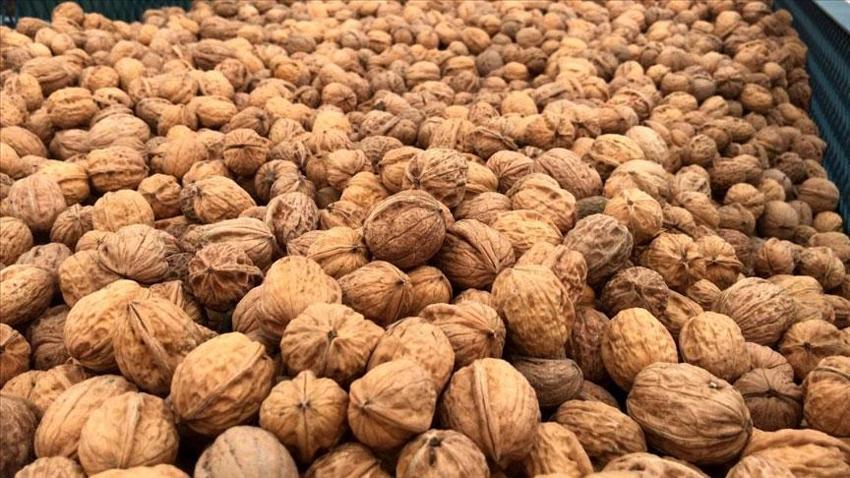 Samsun'un Çarşamba Ovası meyve üretiminde zirvede! Fındık, kivi, ceviz, elma ve Trabzon hurması (cennet hurması) artışta