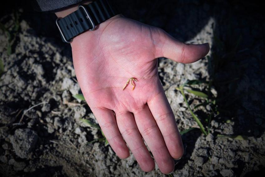 Konya'da yağışlar hububata umut oldu! Uzman isimden üreticilere kritik uyarı: Uygulama bu dönemden sonra yavaş yavaş yapılmalı