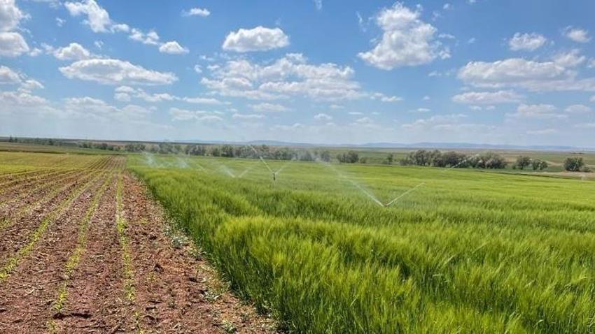 Konya'da yağışlar hububata umut oldu! Uzman isimden üreticilere kritik uyarı: Uygulama bu dönemden sonra yavaş yavaş yapılmalı