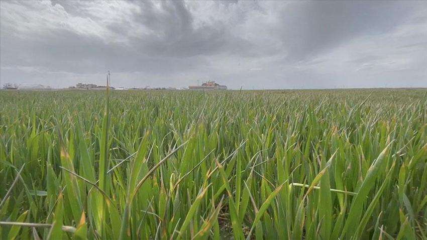 Konya'da yağışlar hububata umut oldu! Uzman isimden üreticilere kritik uyarı: Uygulama bu dönemden sonra yavaş yavaş yapılmalı