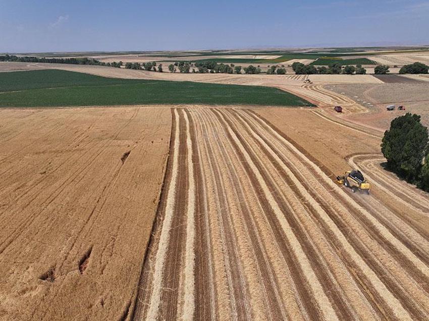 Konya'da yağışlar hububata umut oldu! Uzman isimden üreticilere kritik uyarı: Uygulama bu dönemden sonra yavaş yavaş yapılmalı