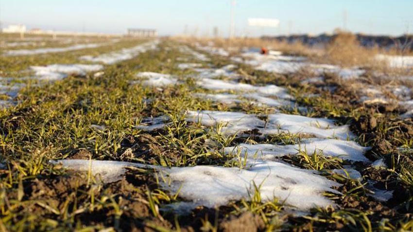 Konya'da yağışlar hububata umut oldu! Uzman isimden üreticilere kritik uyarı: Uygulama bu dönemden sonra yavaş yavaş yapılmalı