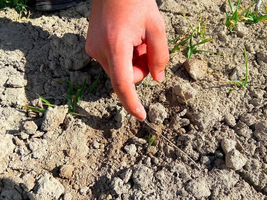 Konya'da yağışlar hububata umut oldu! Uzman isimden üreticilere kritik uyarı: Uygulama bu dönemden sonra yavaş yavaş yapılmalı