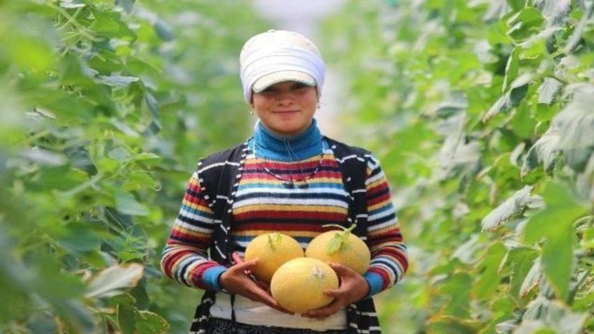 Antalya'da mevsimin ilk hasadı! Kilosu 200 liraya gitti: 2 ayda olgunlaştı