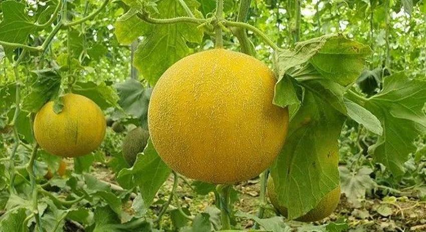 Antalya'da mevsimin ilk hasadı! Kilosu 200 liraya gitti: 2 ayda olgunlaştı