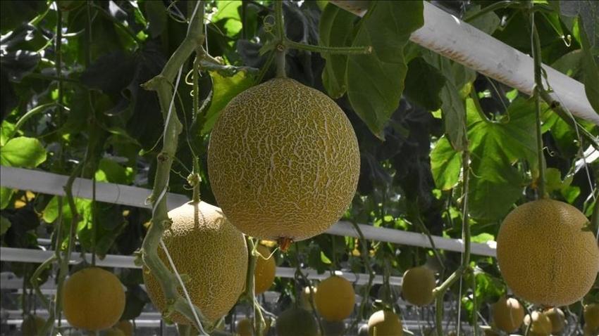 Antalya'da mevsimin ilk hasadı! Kilosu 200 liraya gitti: 2 ayda olgunlaştı