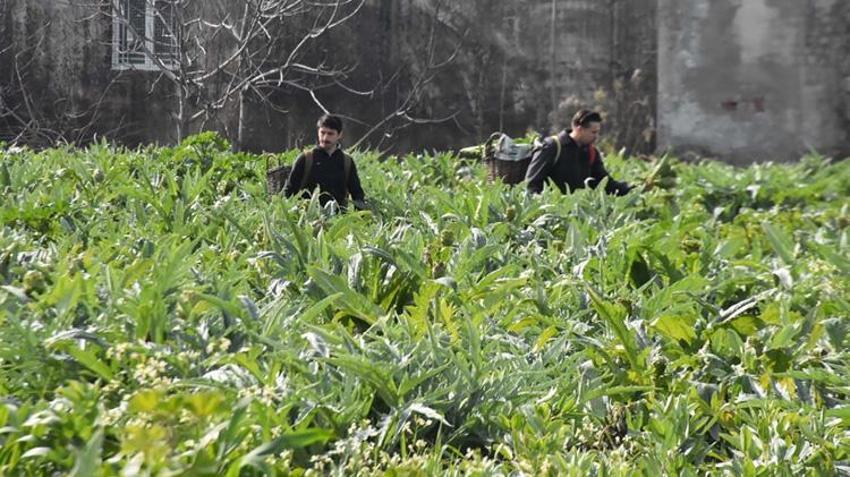 İzmir'de hasat başladı! İnternet satışları pazarı geçti: Türkiye'nin her yerinden sipariş yağıyor