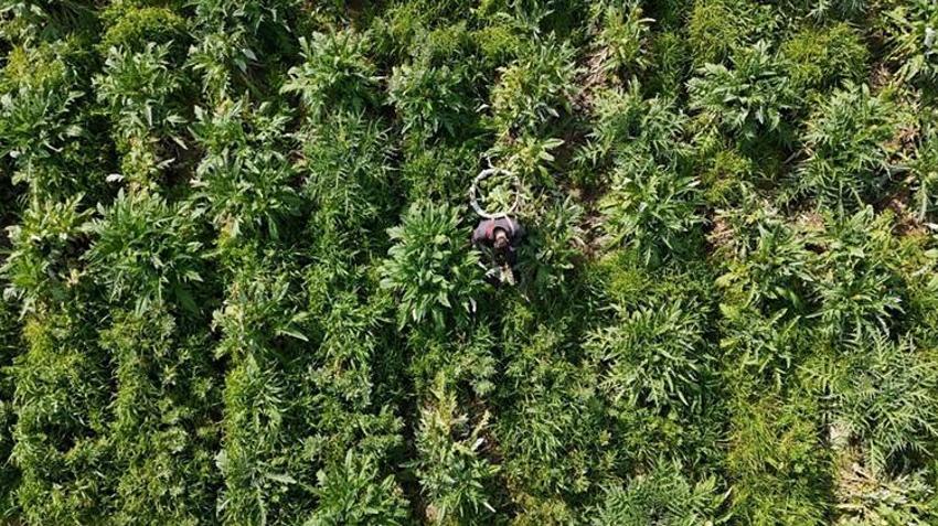 İzmir'de hasat başladı! İnternet satışları pazarı geçti: Türkiye'nin her yerinden sipariş yağıyor