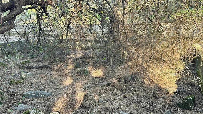 Muğla'nın kutsal taşı kayboldu! 'Çocuğu olmayan aileler buraya gelip dua ederdi'