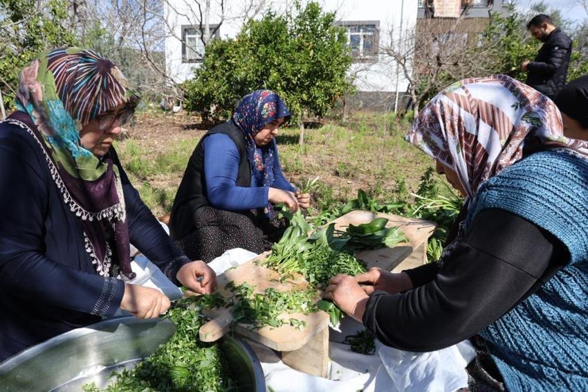Zehirden gelen şifa! Çukurova’nın gizemli lezzeti: 4 saat kaynatıp ilaç niyetine içiyorlar!