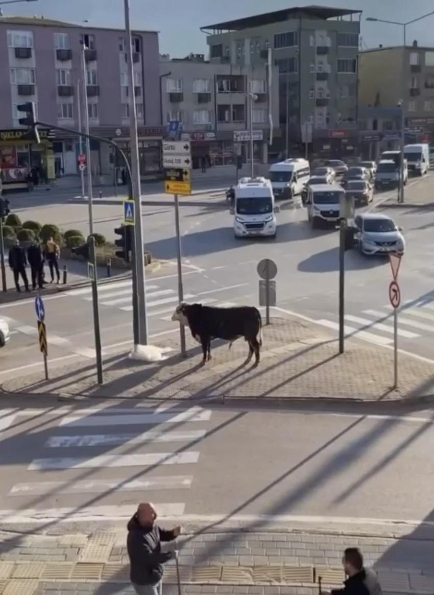 Bursa trafiğini birbirine kattı, Ankara yolunda metrelerce koştu