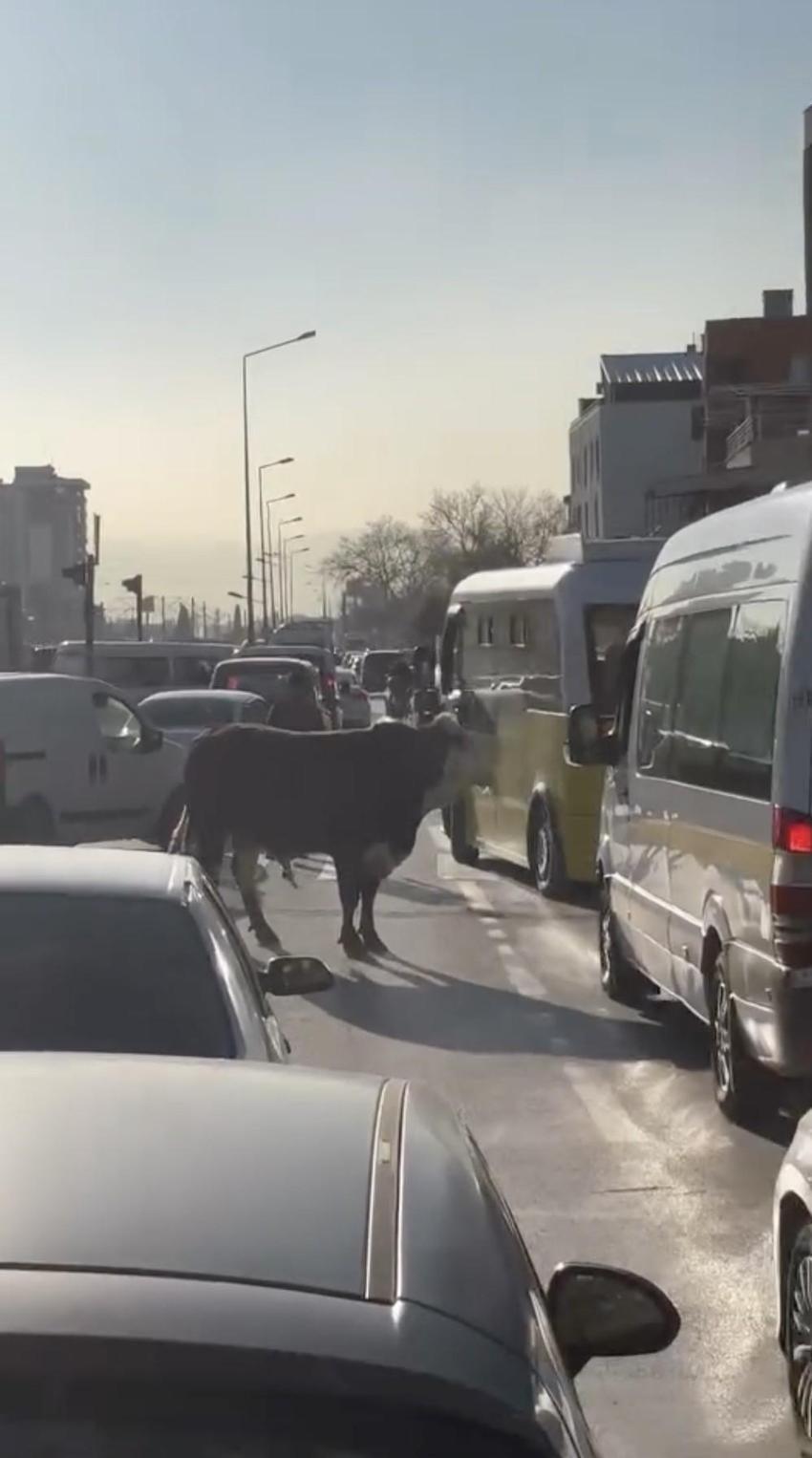 Bursa trafiğini birbirine kattı, Ankara yolunda metrelerce koştu