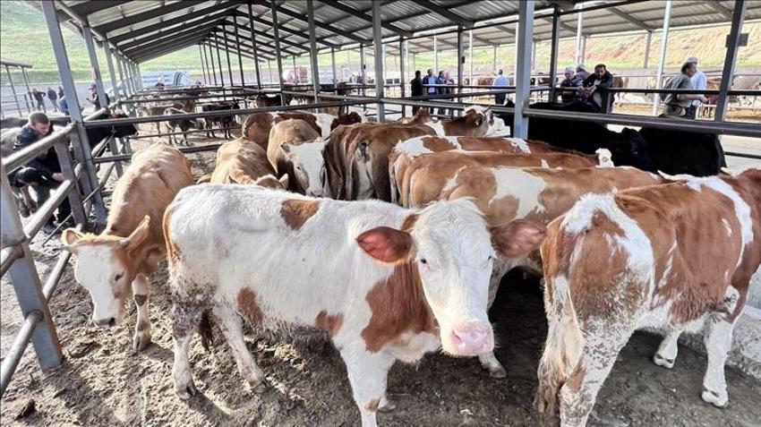 Aydın’da hayvan pazarlarına yeni düzenleme: Giriş saatleri ve kurallar değişti