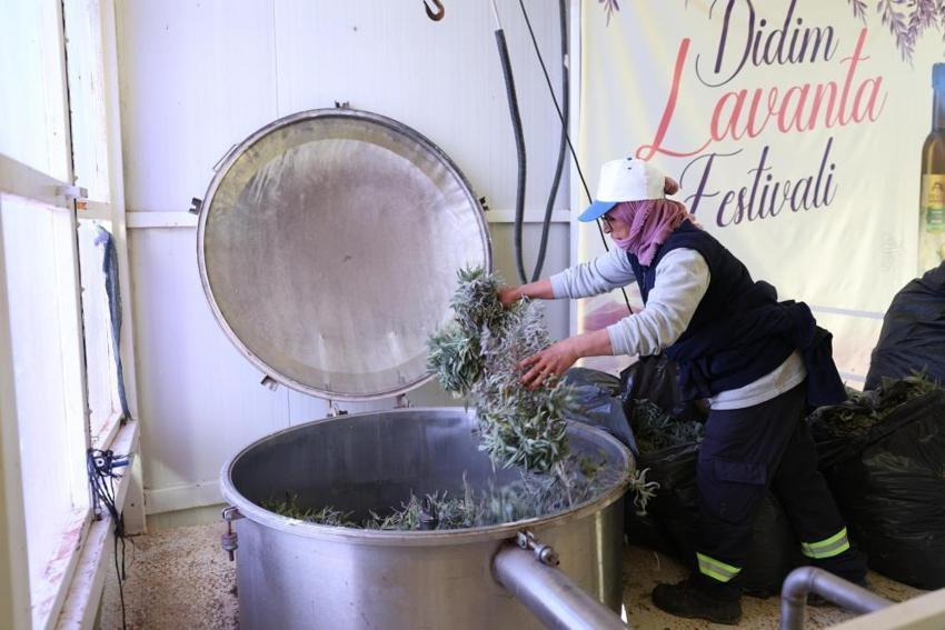 Didim'de bir ilk! Hasat tamamlandı: Tarladan şişeye doğal üretim başladı