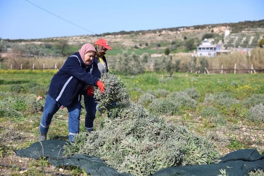 Didim'de bir ilk! Hasat tamamlandı: Tarladan şişeye doğal üretim başladı