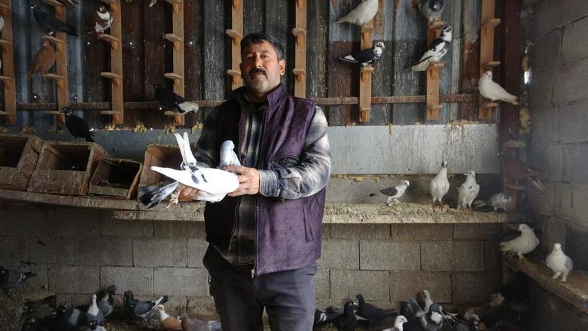 7 yaşında başladı, 52’sinde hala devam ediyor! 1 güvercinle başladı, 200 oldu!