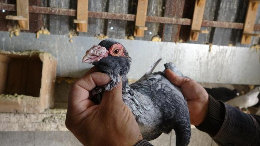 7 yaşında başladı, 52’sinde hala devam ediyor! 1 güvercinle başladı, 200 oldu!